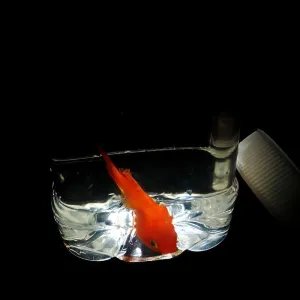 blue-ther Ultimate Fish in a Bottle Magic Tricks Close up Stage Illusions Gimmicks Mental Props Goldfish Appearing in Water Bottle Magic for Magicians