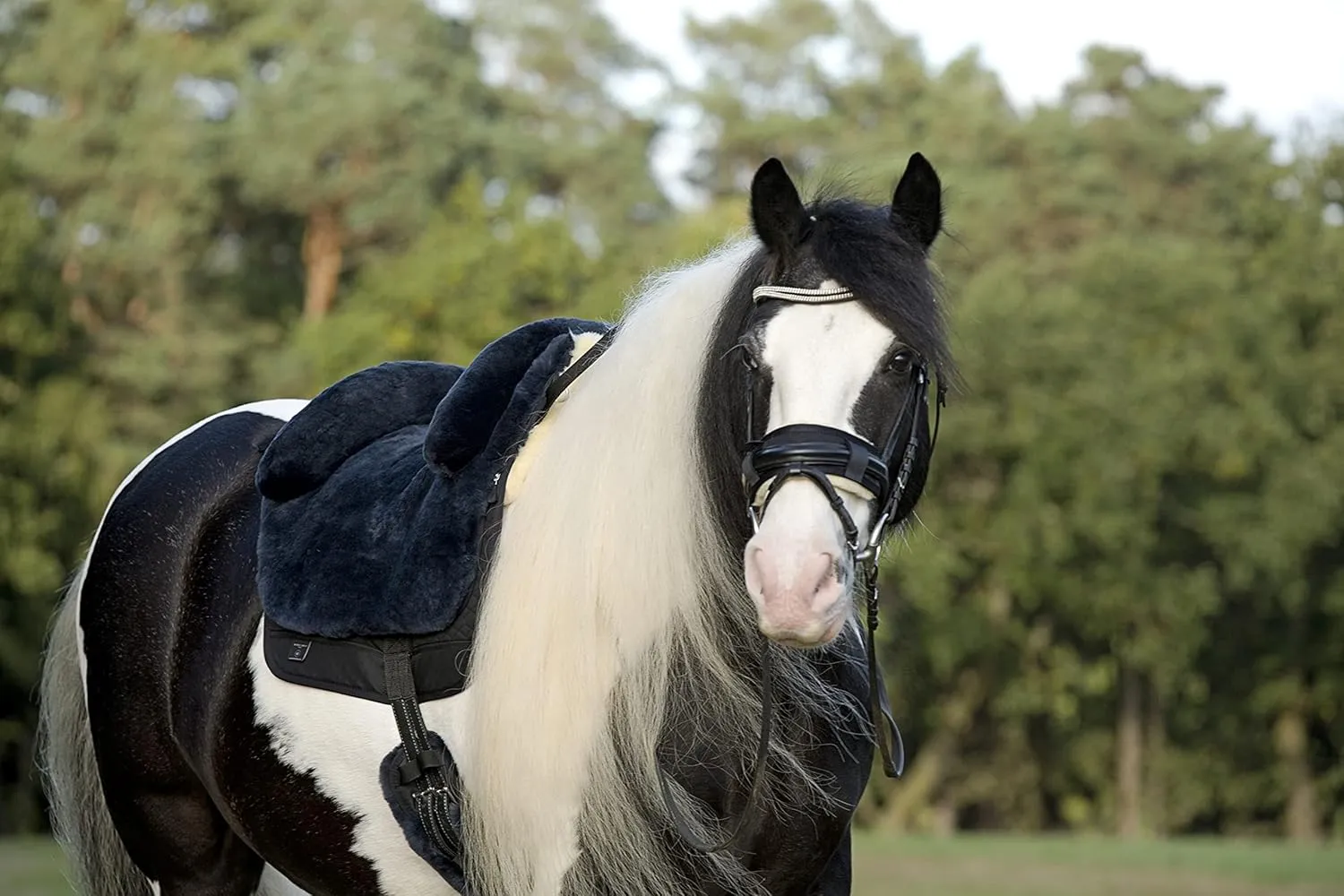 Horse Bareback Pad IBERICA Plus treeless Saddle in Spanish Style, Made of Real Sheepskin